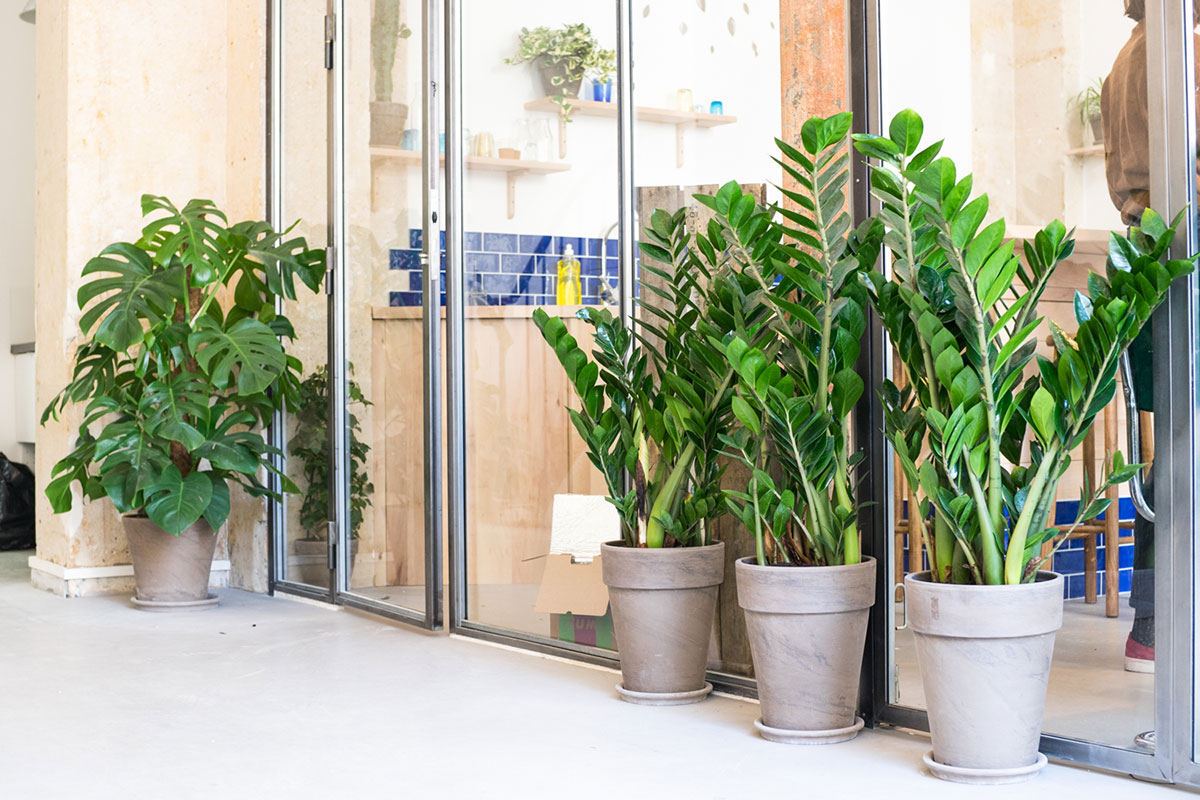 Installation de plantes dans vos espaces professionnels